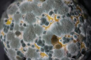 mold full size