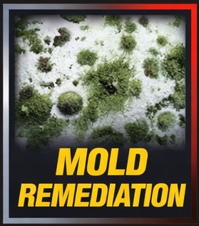 mold remediation services